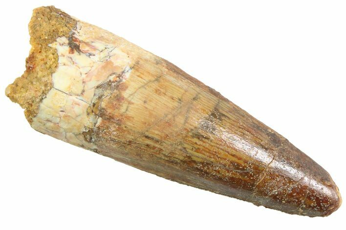 Fossil Spinosaurus Tooth - Real Dinosaur Tooth #352381